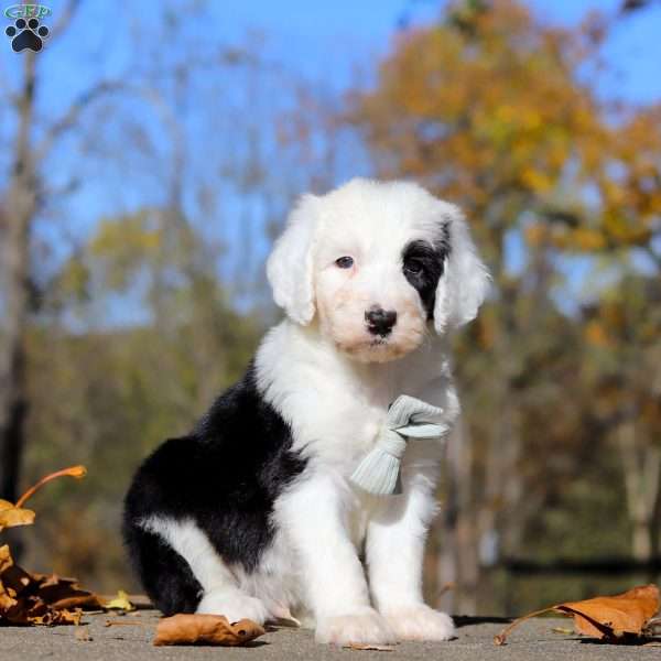 Jordan, Sheepadoodle Puppy